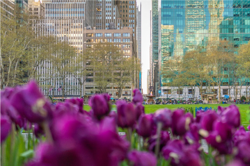 Tulips in front of office buildings