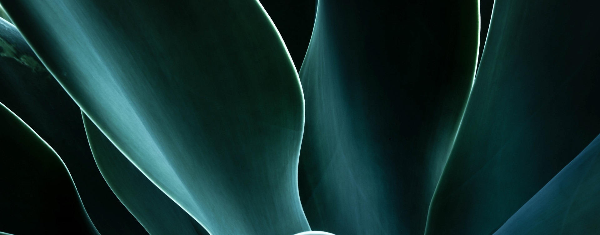 Sunlight ignites the electric lines of this Southwestern Agave plant; main ingredient to Tequila