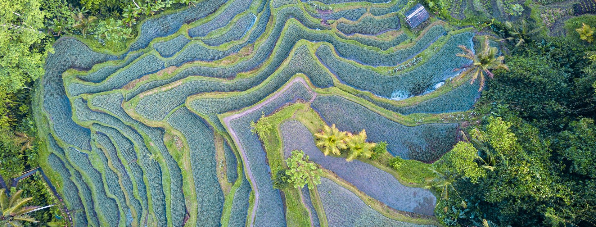 Aerial view drone shot of rice terrace in Tegallalang Ubud in Bali Indonesia.